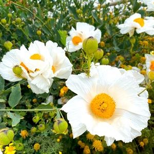 Meet your Posher, Wendy